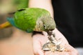Green electus parrots