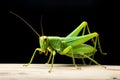 Green elegance Conehead Grasshopper showcased against a white background