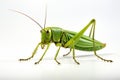 Green elegance Conehead Grasshopper showcased against a white background