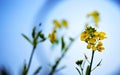 Green Elegance: Mustard Flower Background for Inspired Designs Royalty Free Stock Photo