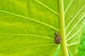 Green Elephant Ear Leaf with Snail