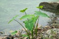 Green elephant ear plant leaf colocasia