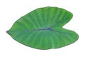 green elephant ear or taro or caladium leaf isolated on white background