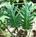 Green Elephant Ears