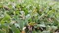 green elephant grass in the yard