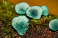 Green Elfcup - Chlorociboria aeruginascens