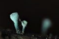 The Green Elfcup Chlorociboria aeruginosa