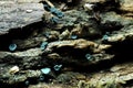 The Green Elfcup Chlorociboria aeruginosa