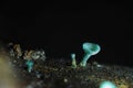 The Green Elfcup Chlorociboria aeruginosa