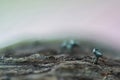 The Green Elfcup Chlorociboria aeruginosa