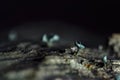 The Green Elfcup Chlorociboria aeruginosa