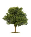 Green elm tree, isolated Royalty Free Stock Photo