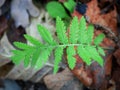 Green elongated arched leaf of the medicinal plant of tansy, lat. Tanacetum vulgare, isolated on forest leafy carpet