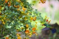 Green-Emerald Hummingbirds