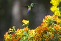 Green-Emerald Hummingbirds