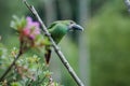 Green emerald toucan in Colombia