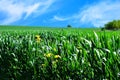 Green young wheat field with yellow flowers under a summer deep blue sky in a countryside Royalty Free Stock Photo