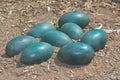 Green emu eggs Royalty Free Stock Photo