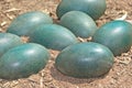 Green emu eggs Royalty Free Stock Photo