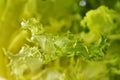 Green endive background Royalty Free Stock Photo