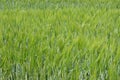 Green endless wheat field, natural background, rural landscape Royalty Free Stock Photo