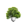 Green energy eco concept, tree growing out of bulb,Trees isolate Royalty Free Stock Photo