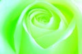 Green Energy Rose - stock photo