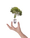 Green energy symbol : Light bulb with tree