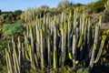 Engelmann Prickly Pear Cactus Plants