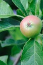 Green English apple, with red blush, ripening Royalty Free Stock Photo