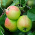 Green English apples, with a red blush, ripening