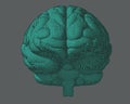 Green engraving brain in front view on gray BG Royalty Free Stock Photo