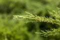 A green enviorment filled with pine trees Royalty Free Stock Photo