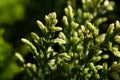 Rosemary close up Royalty Free Stock Photo