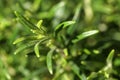 Rosemary close up Royalty Free Stock Photo