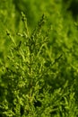 Rosemary close up Royalty Free Stock Photo