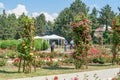 Gardeners at work in roses area at Iasi Royalty Free Stock Photo