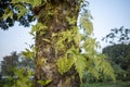Green epiphytes growing on tree trunks in the tropical rainforest Royalty Free Stock Photo