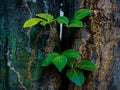 Green epiphytic leaves with morning dew between two large blue-green mossy tree trunks