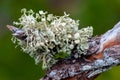 Green epiphytic lichen on a branch of a tropical plant, Florida USA