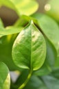 epipremnum aureum leaf Royalty Free Stock Photo