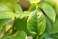 epipremnum aureum leaf Royalty Free Stock Photo