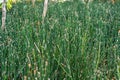 Green Equisetum hyemale during the springtime Royalty Free Stock Photo