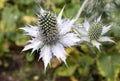 Eryngium campestre Royalty Free Stock Photo