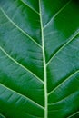 Green erythrina variegata leaf texture background