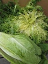 Green escarole and lettuce