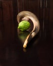 Green etrog with long shofar