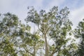 Green eucalypt trees forest