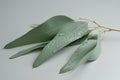 Green eucalyptus branch close up isolated on gray background Royalty Free Stock Photo