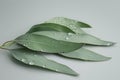 Green eucalyptus branch close up isolated on gray background Royalty Free Stock Photo